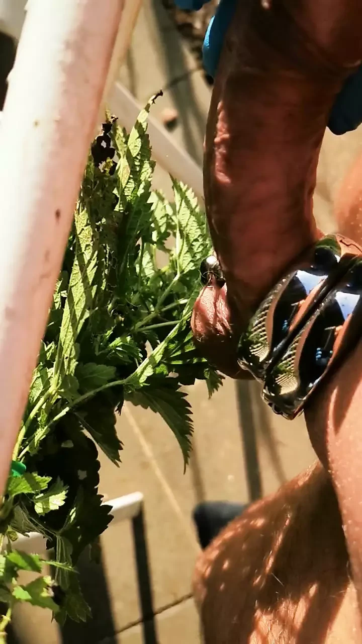 Nettles on the tail and sack part 1