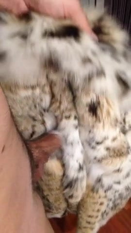 Lynx fur coat rub