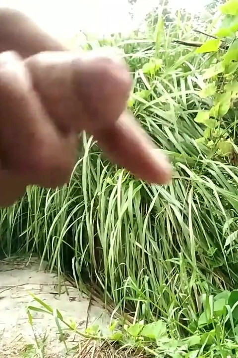 Village Masturbation in Outdoor Handjob Cumshotot