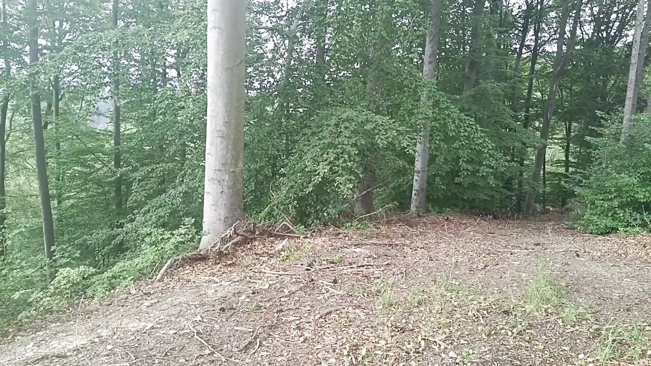 Forest Exhibition: a Banished Bird in a Beech Forest