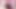 ペインテッド・ローズ