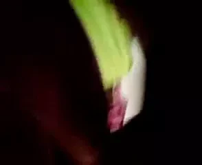 Iran gay10