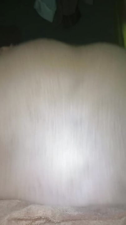 黑乌木
