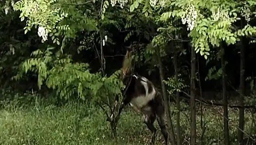 Alman sarışın amcık yalayan lezbiyenler açık havada eğleniyor