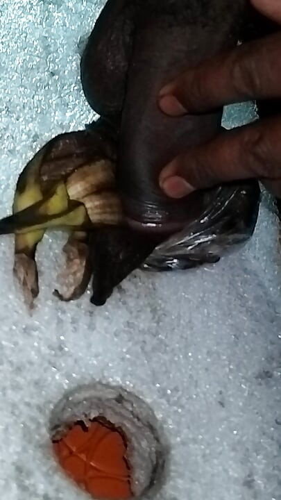 Aaj bhabhi ko puri raat chudunha 15 inch land se