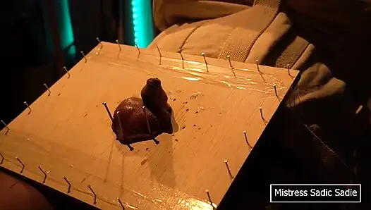 Иголка в бондаже и яиц и члена