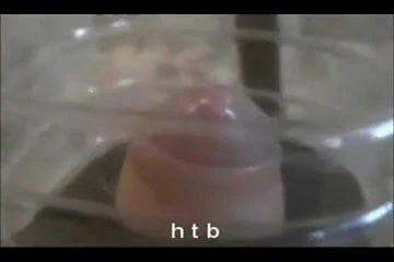 cock milking....h t b