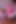 Magenta solo dildo masası