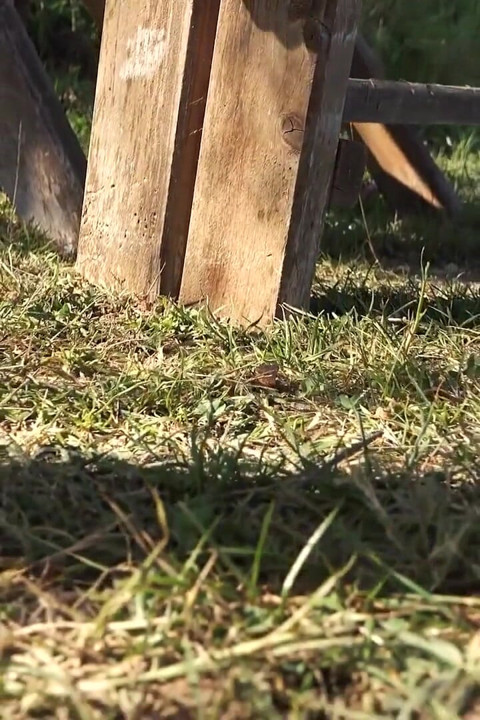 을 빠는 걸 보면 야외에서 바지에 오줌 싸기