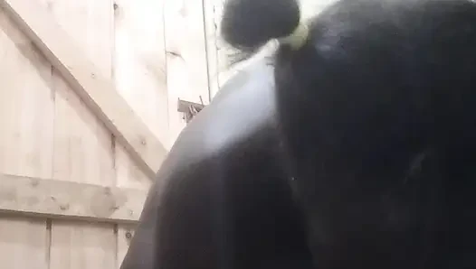 BÜYÜK GÖTLÜ KENYALı KıZ ÇOK AZGıN SERT FıŞKıRTıYOR