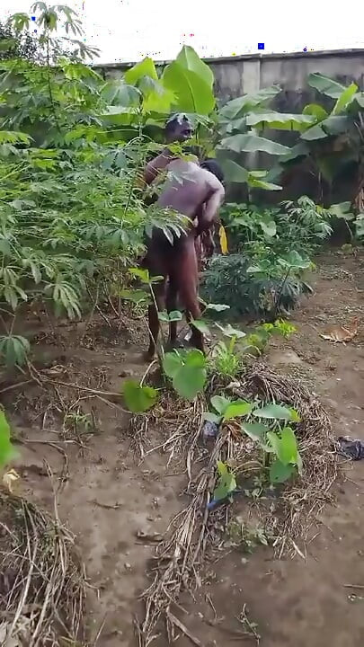 Dva Afrikanci, pastiri se u grmlju