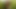 village nomita Spray on rice plants Bengali audio dirty