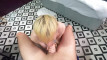 Pregled videozapisa