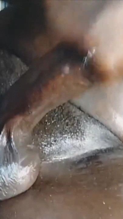 Ich wichs meinen schwarzen schwanz, riesiges lautes stöhnen, abspritzen