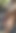 Masturbating naked and erect in a forest
