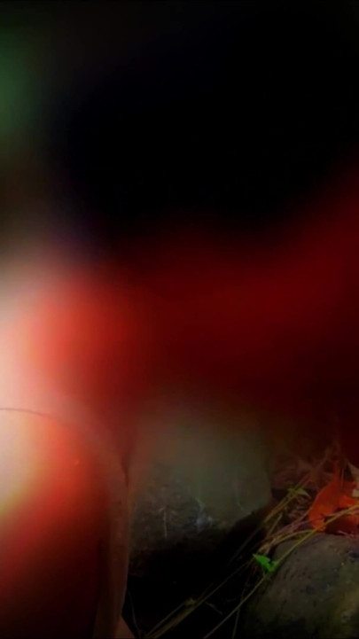 Hot Cambodian Couple Fucking at Jungle Behind Her House With Boyfriends (03 Jan 2026) | Clip 1