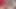 Sesi hot lesbian lagi asik muasin memek mereka pakai vibrator sampai muncrat