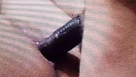 Kapalı sikiş ve ıslak şişman amcığını yala