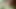 Masturbation in oil palm plantations