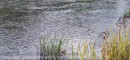 Pratinjau video
