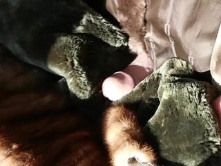 the green beaver fur cum