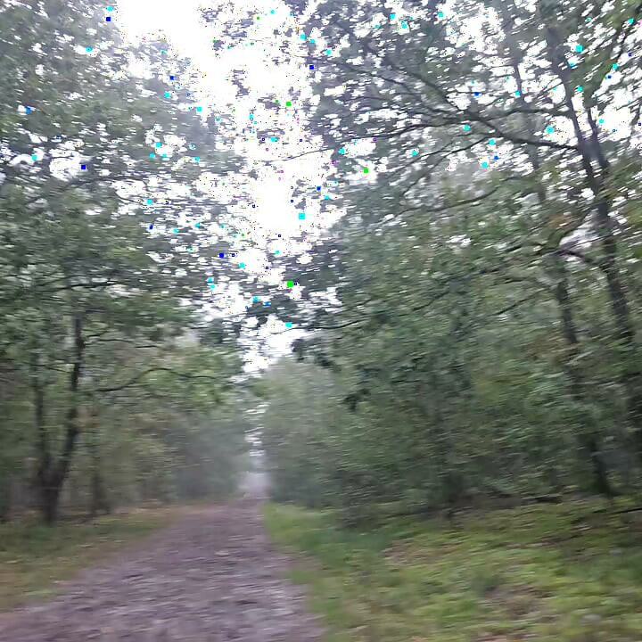 Walking in public woods with my bulge