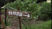 Pratinjau video