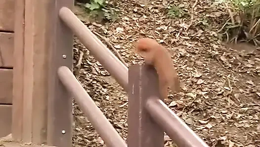 Claire açık havada resim ve sikiş seansında