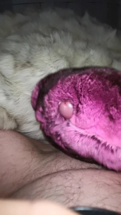 Chinchilla cumshot
