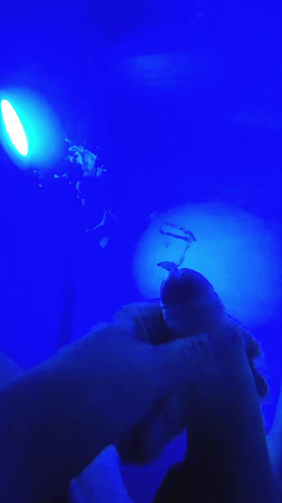 Underwater in the pool jerk off and cumshot