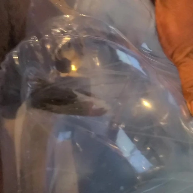 breeding my plastic doll.