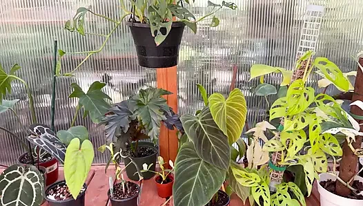 Spring Greenhouse Tour