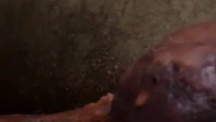 cock waxed