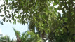 Pratinjau video