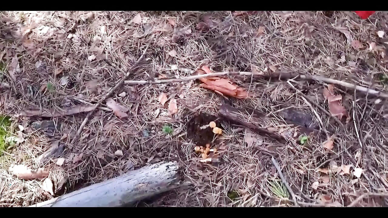 Mushroom Walk in the Forest Tick in the Pussy