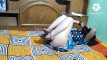 Pregled videozapisa