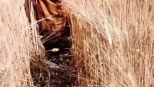 Gehun katati Hui khet mein apni chut mein ungaliyan dalkar Pani nikal rahi hai devar chupke se dekh raha hai