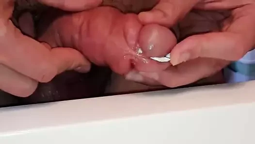 Cock31