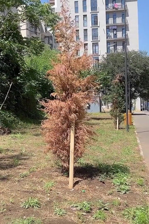 Lost - Encuentra un chico para sexo oral y sexo en la calle