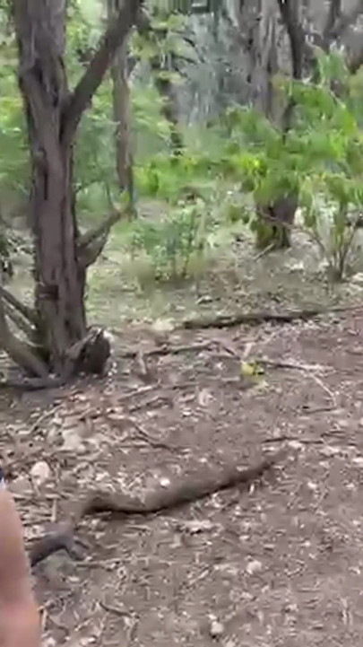 Flashing My Ass in the Woods