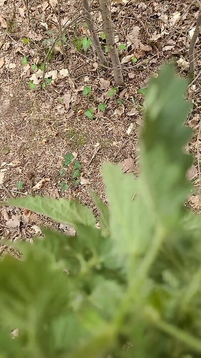 Nettle outdoors