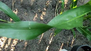 the farmer's wife asked to inject extra vitamin in the corn field,he was a bit shy