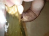 Pratinjau video