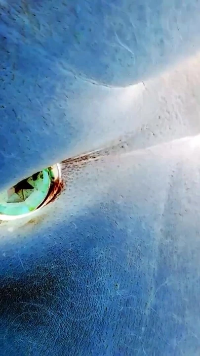 Negative Video of Ass Butt plug on bed Brown ASS | Clip 3