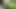 Walking Naked in the Woods, Pissing Around