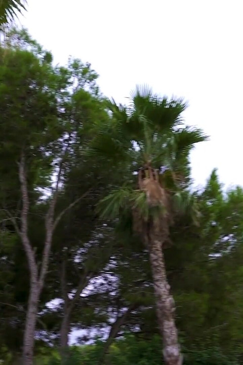Backyard Heat Jolla Wild BBC Quickie at Dusk