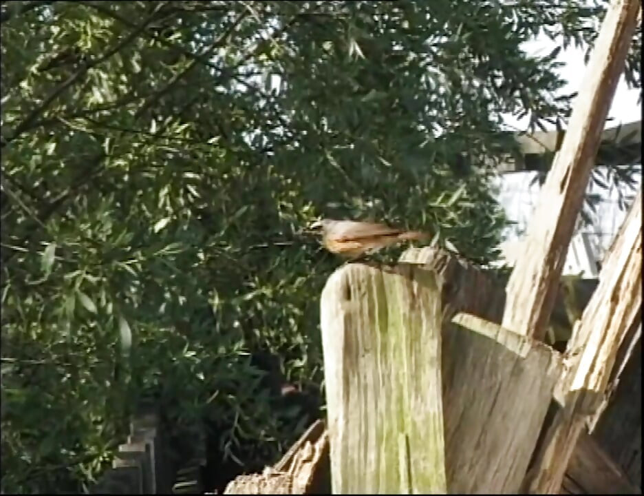 Wild Pussy Riders Love Rough Cock Fucking Until They Can’t Take More