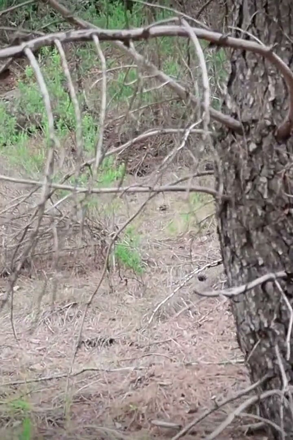 A Boy Fucks Me in the Woods - Little Red Riding Hood