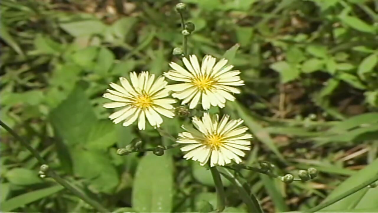 Mali analni krem puhasti 07 3