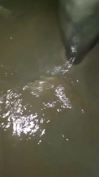 Jaw-dropping moment from "Cd outdoor pov mud walk and kiss in nylon pantyhose and leotard."